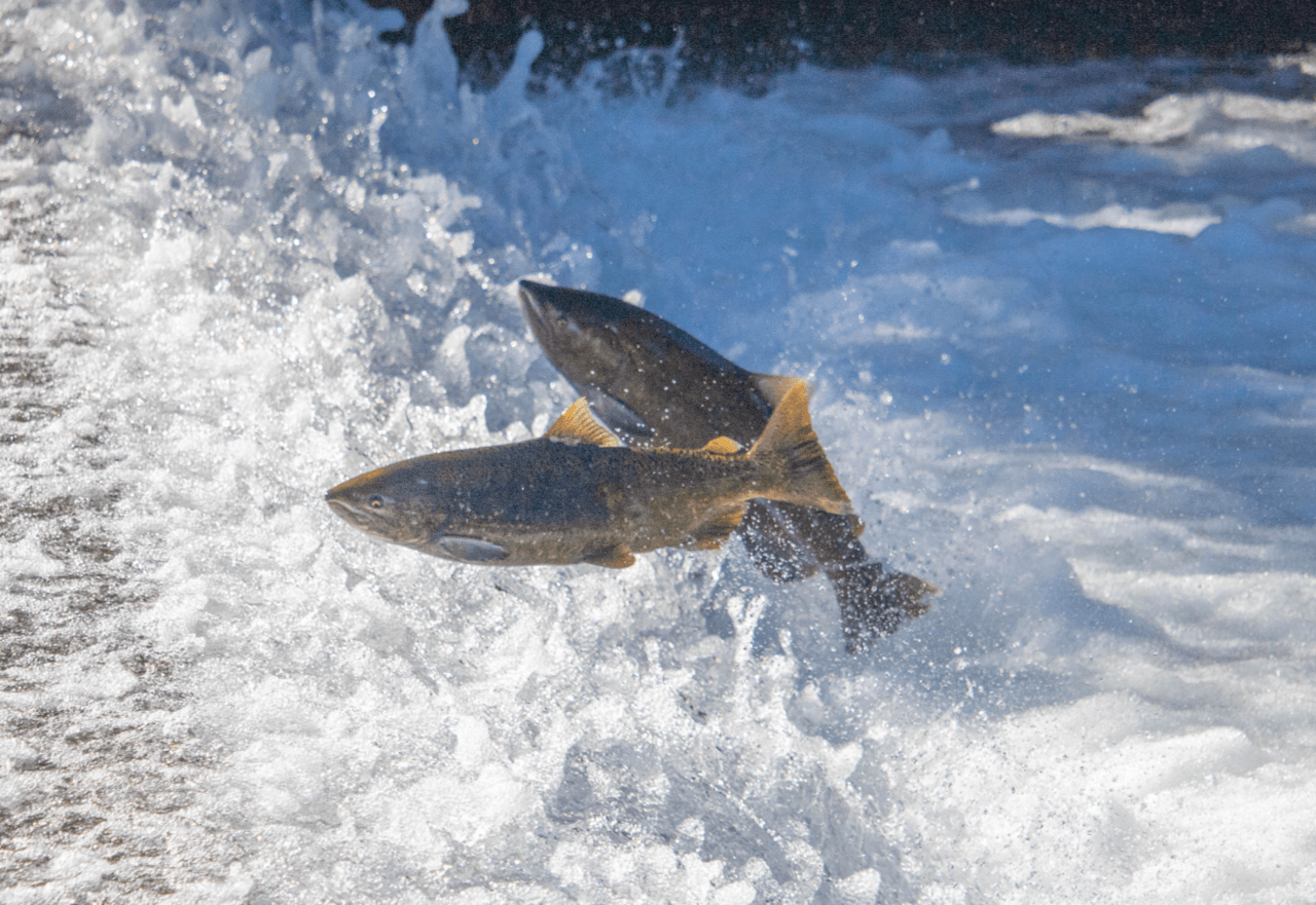 Salmon Return to Auburn Ravine After the Hemphill Dam Comes Down. Photo: Laura Mahoney/USFWS, Public domain, via Wikimedia Commons.