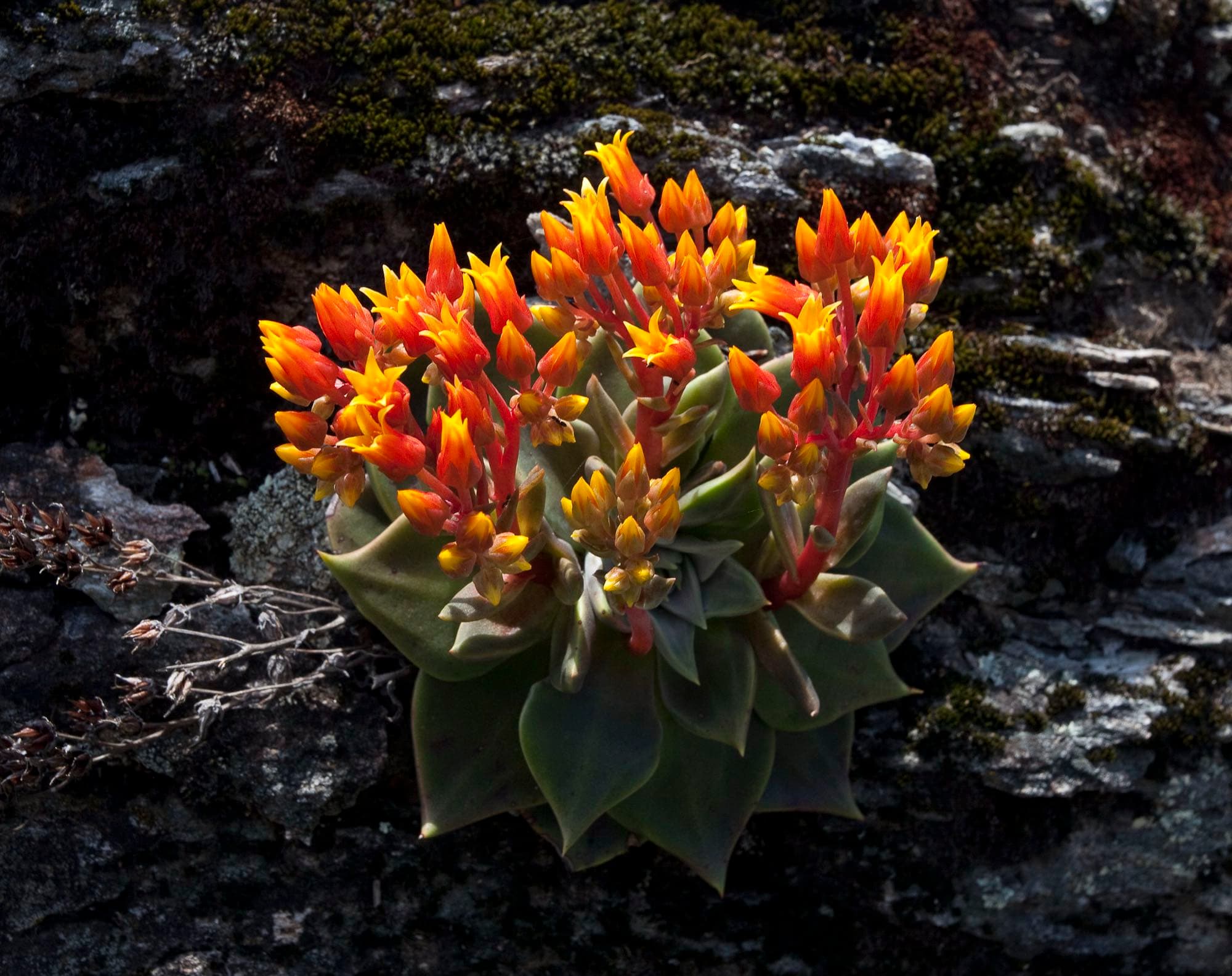 A canyon dudleya succulent with flame-orange blooms growing from dark mossy canyon rock