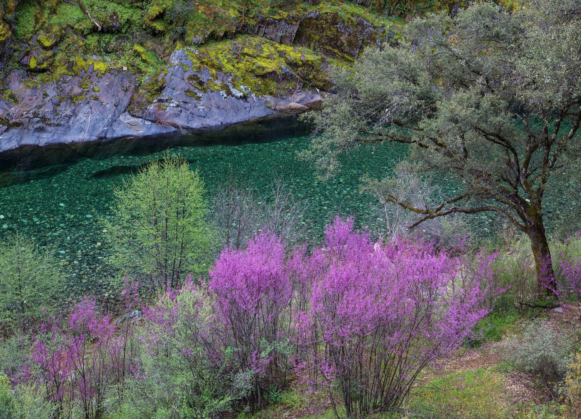 Redbud blooming beside a clear emerald pool on the North Fork American River, moss-covered canyon rock across the water