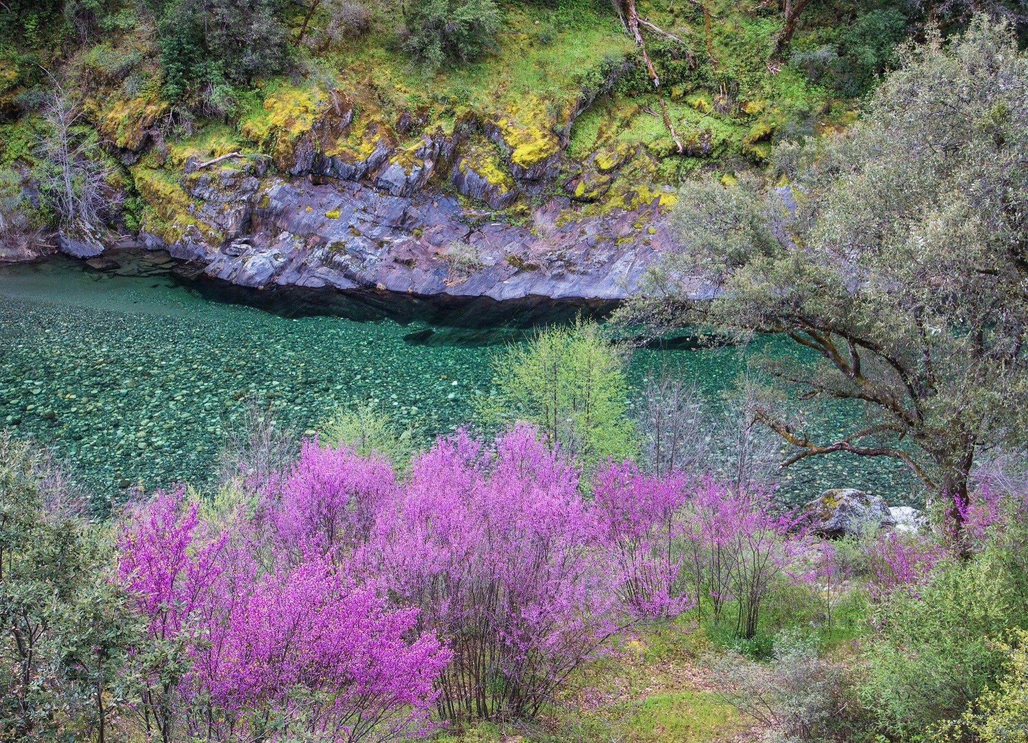 Western redbud blooming above a clear emerald pool on the North Fork American River, mossy canyon rock behind