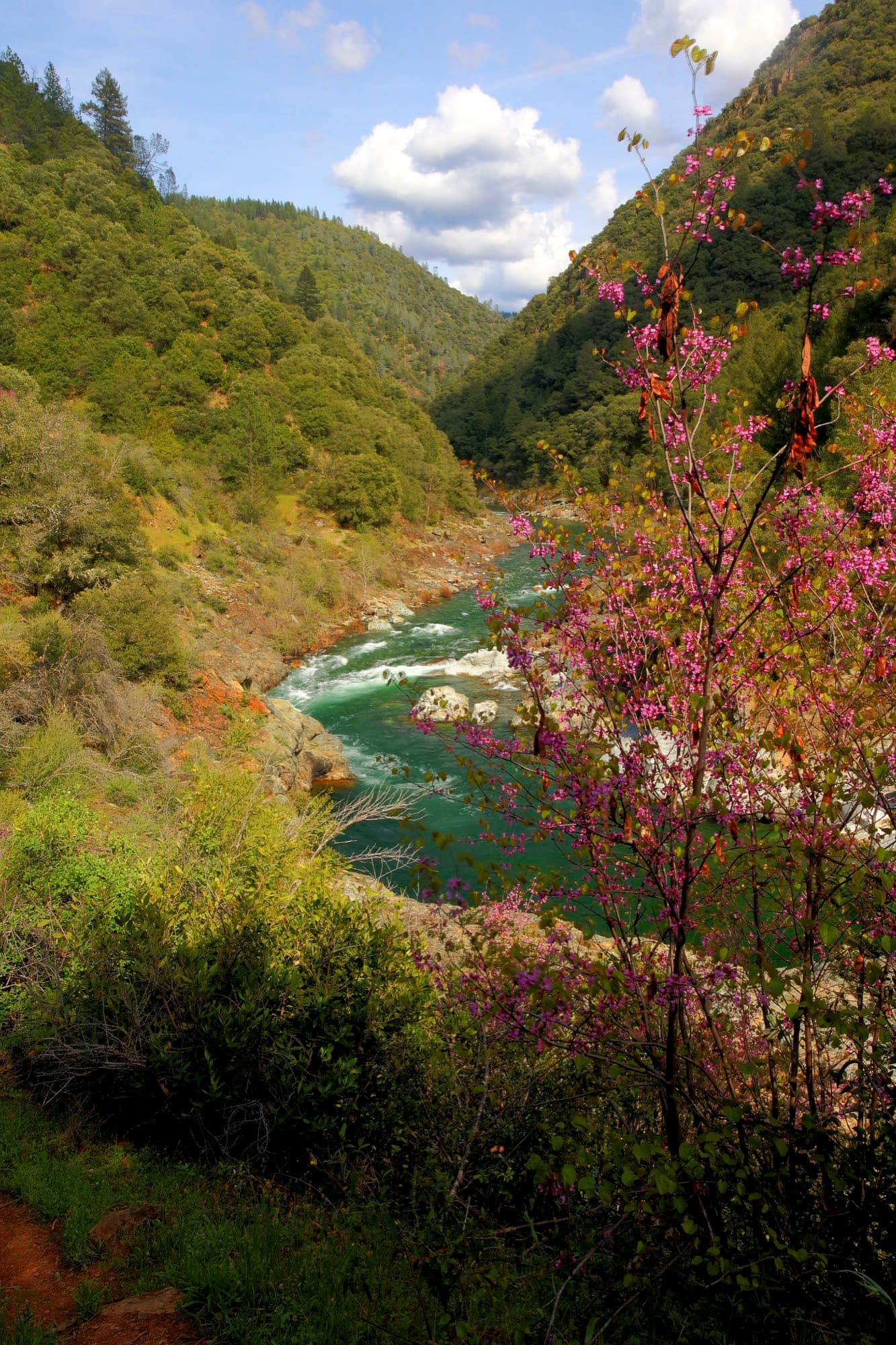 The North Fork American River bending through its forested gorge, redbud blooming in the foreground
