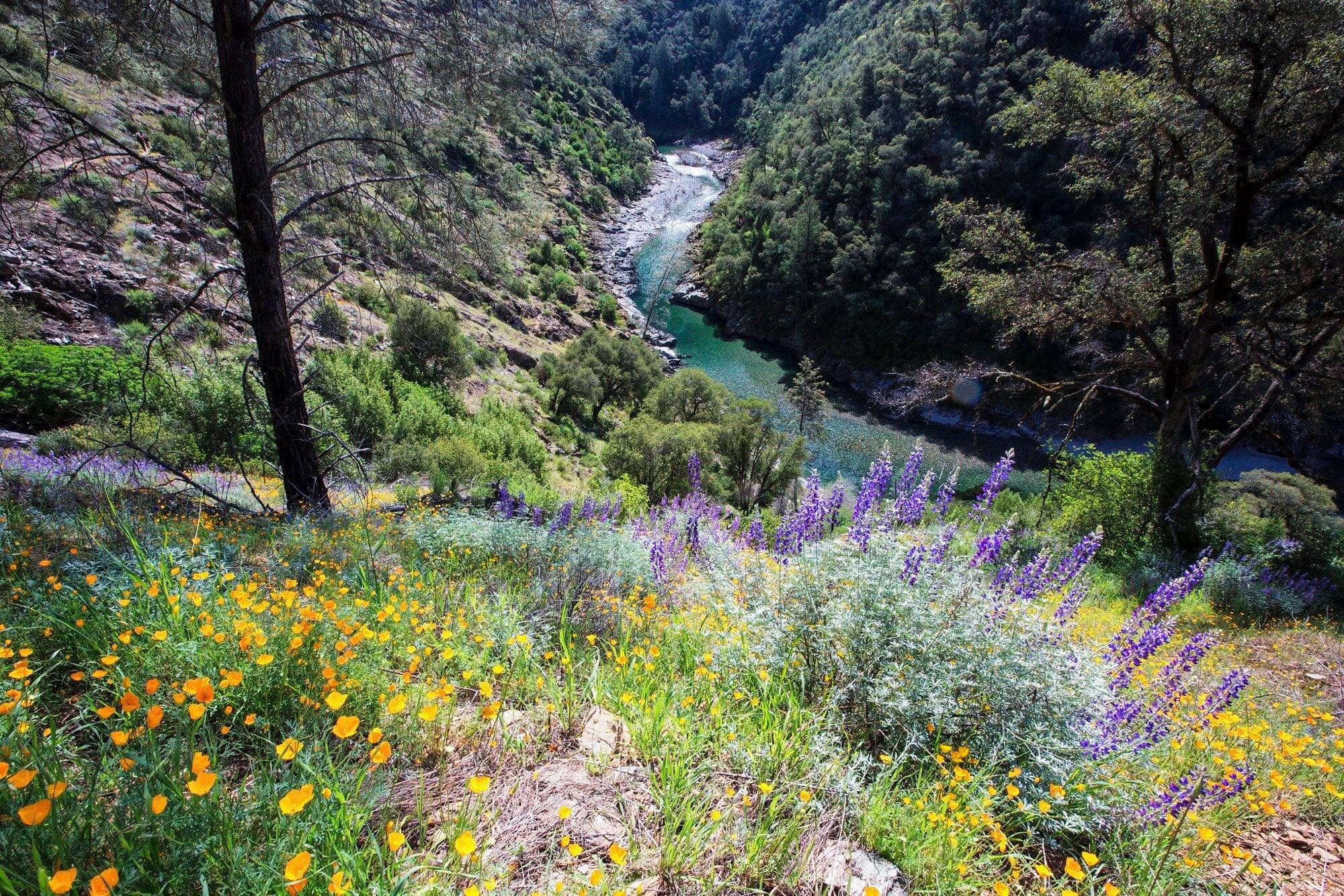 California poppies and lupine blooming on a trailside slope high above the aquamarine North Fork American River