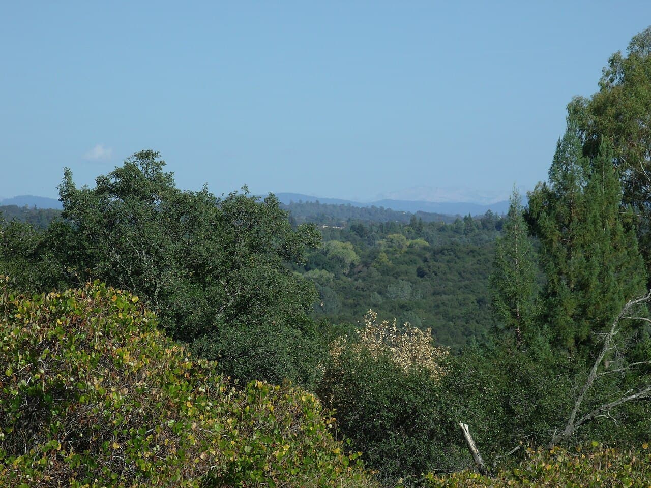 New Sierra Grants Target Wildfire Fuels and Recreation Access. Photo: Noah_Loverbear, CC BY-SA 3.0, via Wikimedia Commons.