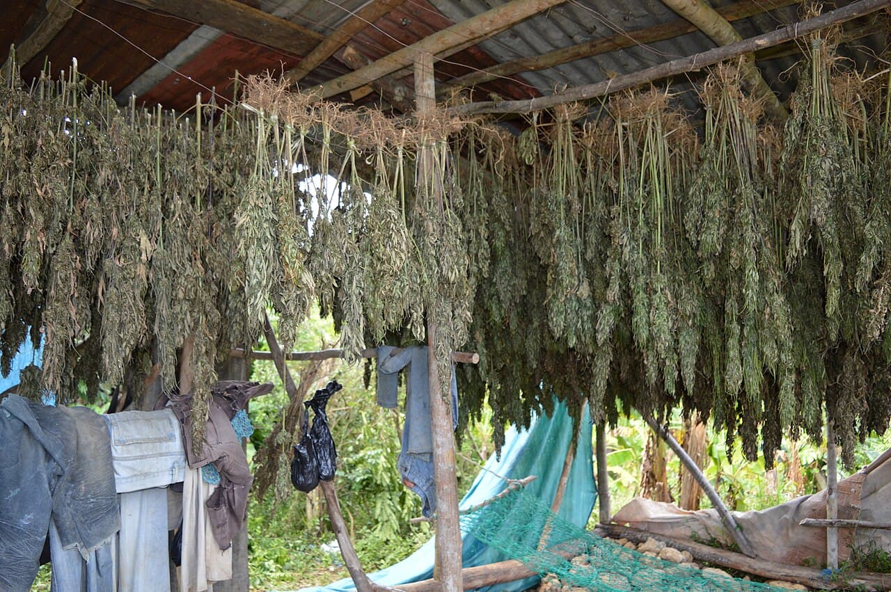 The Case for Legal Cannabis as Watershed Protection. Photo: Cannabis Pictures, CC BY 2.0, via Wikimedia Commons.