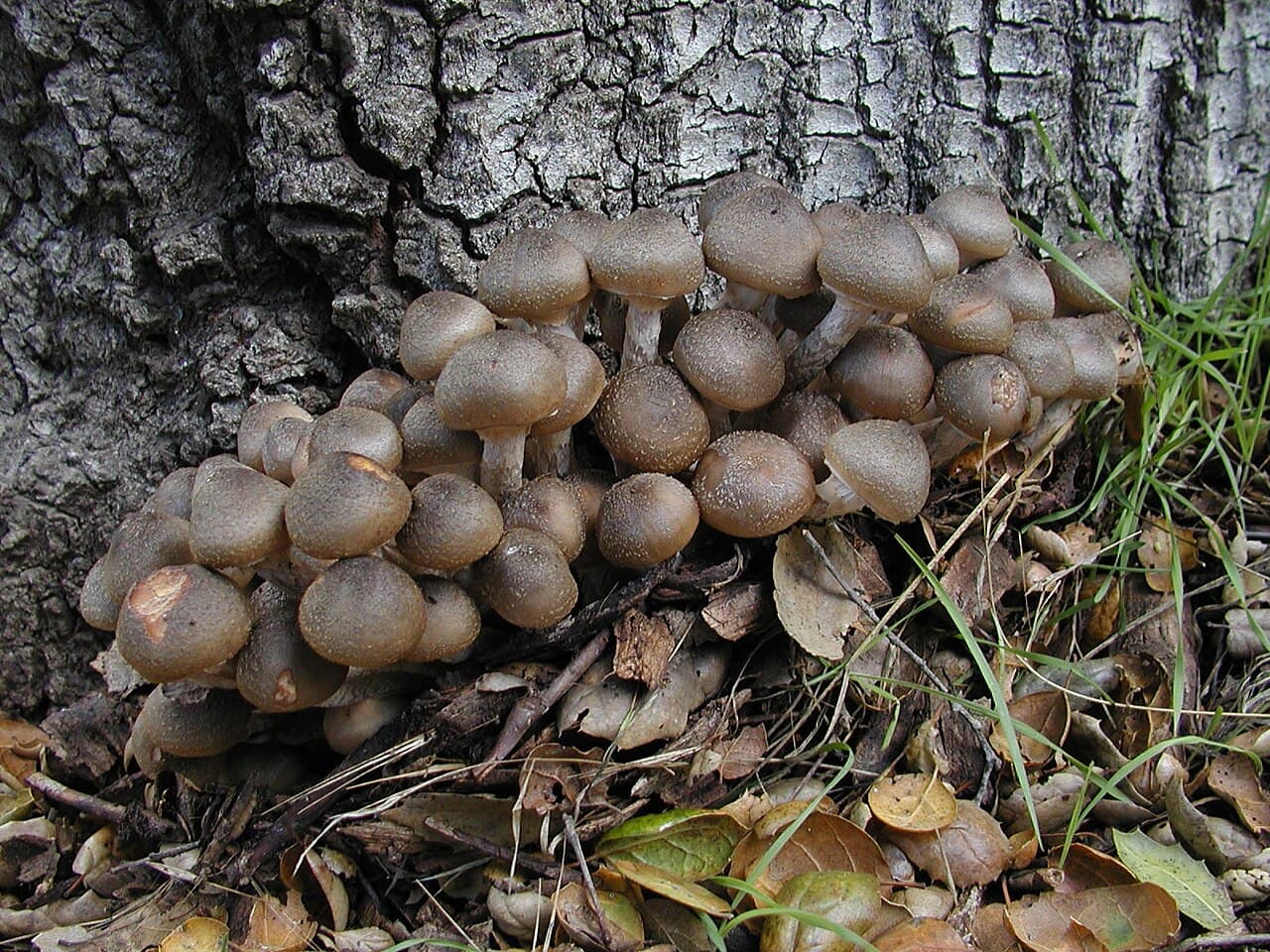 A Banner Mushroom Year in the Foothills: Fungi Come Alive at Canyon View Preserve. Photo: This image was created by user Nathan Wilson (nathan) at Mushroom Observer, a source for mycological images.You can contact this user here., CC BY-SA 3.0, via Wikimedia Commons.